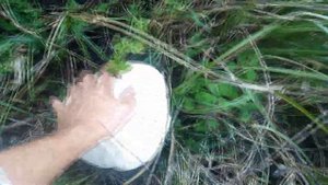 гриб дождевик! Лангермания гигантская Calvatia gigantea: