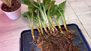 Аглаонема «милки вей» а точнее Лимонная мята результат укоренения в ферментированной рисовой шелухе