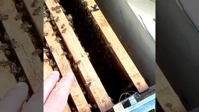 Не принимают матку. Как подсадить покупную плодную матку. смотреть онлайн