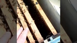 Не принимают матку. Как подсадить покупную плодную матку.