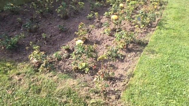 Розовый сад в Баден-Бадене @ms.Birkin смотреть онлайн