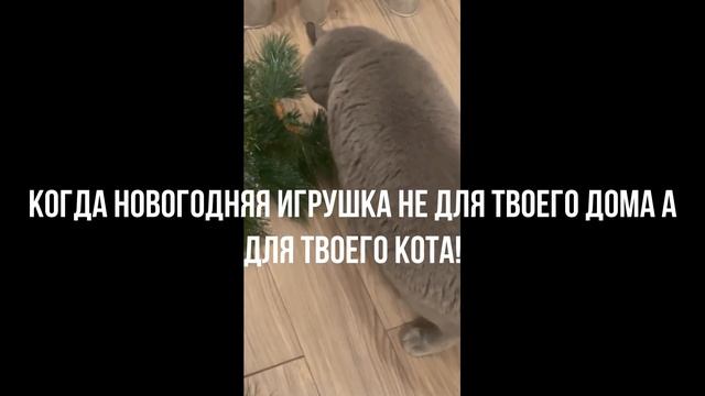 Когда новогодняя игрушка нужна не так тебе, как твоему коту! смотреть онлайн