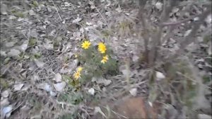 лапчатка, адонис и опять о фиалках