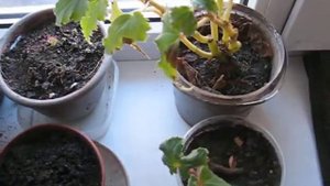 Зимовка клубневой бегонии в первый год