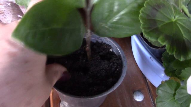 как укоренить замиокулькас. смотреть онлайн