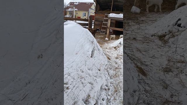 #дорпер/#dorper/#ягнята/#продажа/ смотреть онлайн