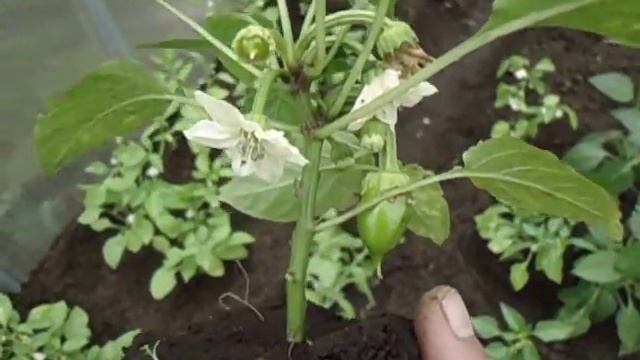 СЛАДКИЙ ПЕРЕЦ КАРЛИКОВЫЙ. СОРТ ВИННИ - ПУХ. ОБЗОР. Ольга Чернова. смотреть онлайн