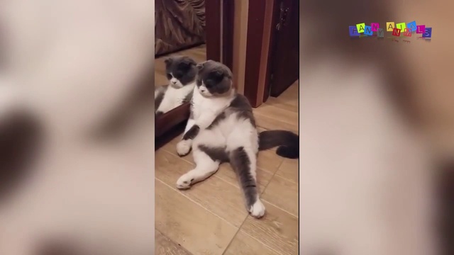 Приколы с котами! Ржачные ситуации с котами и кошками.#3 смотреть онлайн