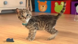Little Kitten Preschool Adventure Educational Games iOS Play Fun Cute Kitten Pet Care  #kitten