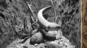 ЭЛЕКТРИЧЕСКИЙ УГОРЬ - ИНТЕРЕСНЫЕ ФАКТЫ