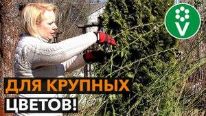 Мастер-класс по ОБРЕЗКЕ РОЗ ВЕСНОЙ (шрабы, парковые, плетистые розы)