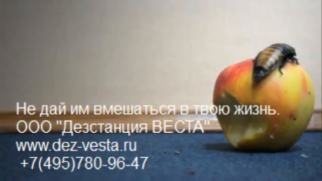 Тараканы. Не дай им вмешаться в твою жизнь! смотреть онлайн