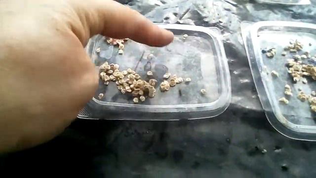 2018 08 07 заготовка семян помидора 2 часть смотреть онлайн