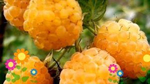 Малина обыкновенная Желтый гигант. Краткий обзор, описание характеристик, где купить саженцы