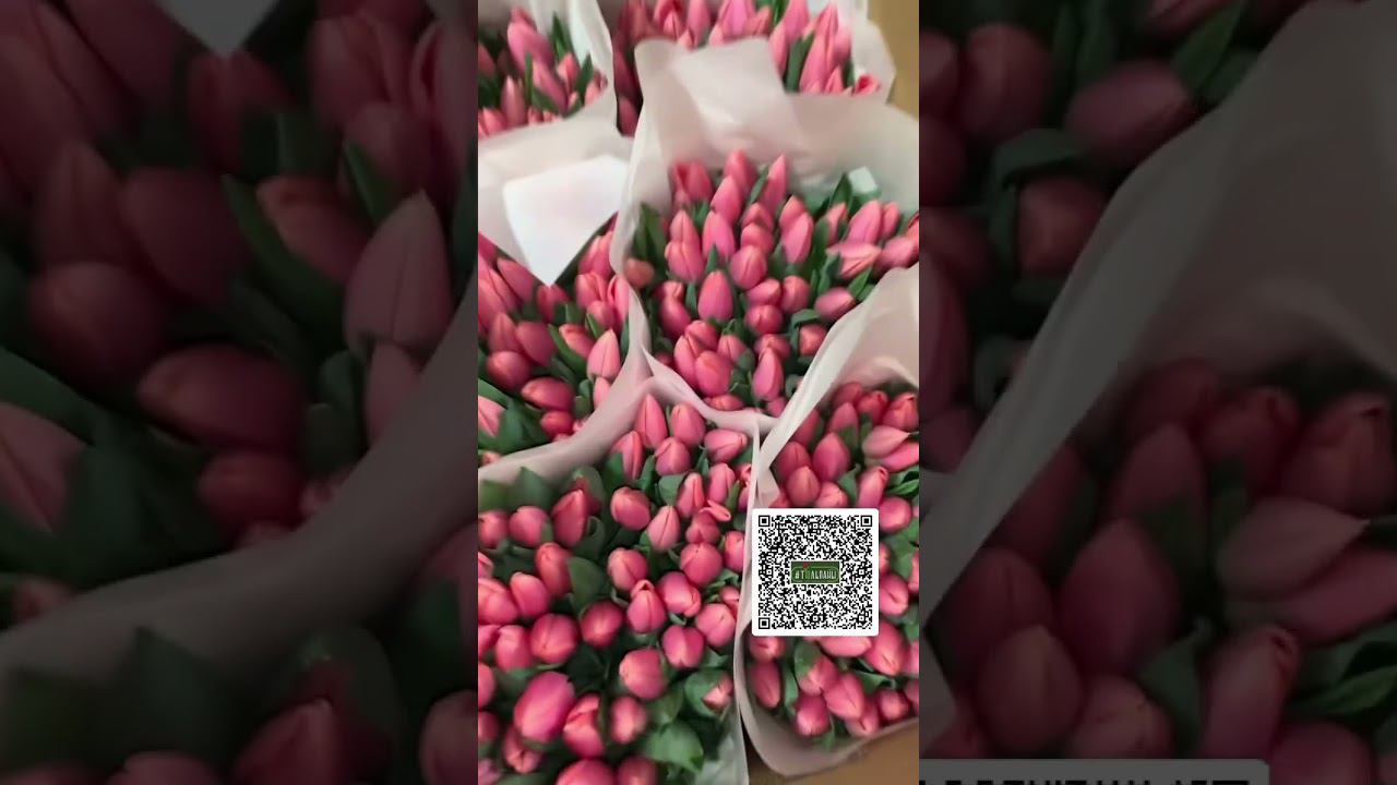 #тюльпаны #тюльпаныоптом #выгонкатюльпанов