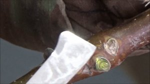 Ещё раз о перезимовке плодовых почек ореха грецкого в экстремальных условиях зимы 2023-24г