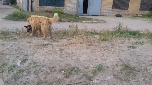 собачья грызня