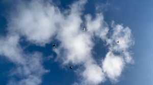 Николаевские голуби. Крым 13.11.2022