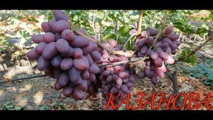 Виноград КАЗАНОВА, ОСКАР
