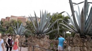 АЛОЭ здоровенное АЛОЭ !!!