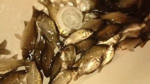 Адаптация карася, пойманного на теплой воде, к холодной воде!