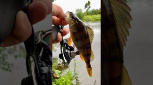 Спиннинг Zetrix TEZZA TZS-622SUL 0,7-4 гр