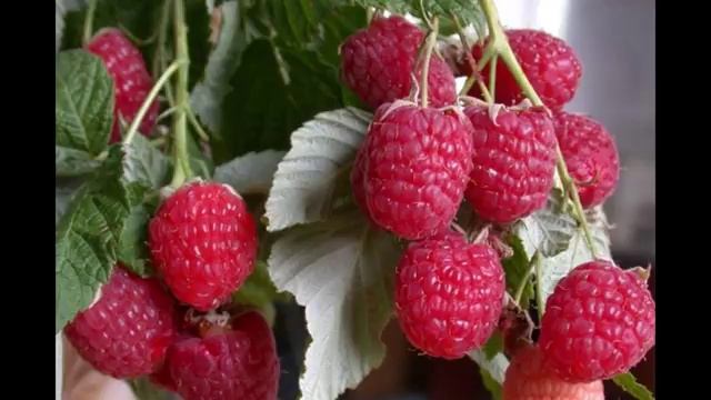 МАЛИНА - ШТАМБОВАЯ СКАЗКА ОПИСАНИЕ СОРТА смотреть онлайн