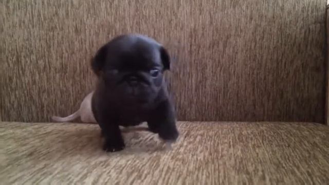 Маленькие мопсы 3 недельки смотреть онлайн