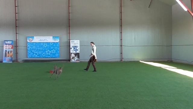 . Класс Дебют фристайл Курочкина Анна Сергеевна  Тайский риджбек _ HE ROYAL HOUSE OF TRD PEIDGE