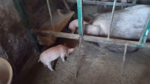 Почему мои поросята кушают в 20 дней??? Как приучить к поеданию кормов поросят? / feed pig