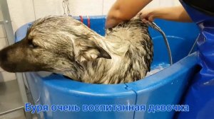 НОРВЕЖСКИЙ ЭЛКХАУНД. Буря идет!