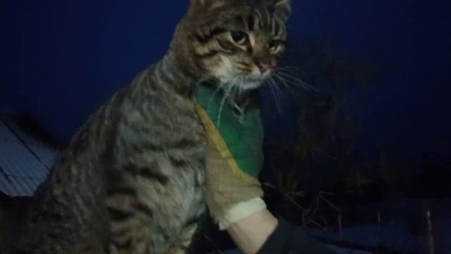 УТРО в ДЕРЕВНЕ смотреть онлайн