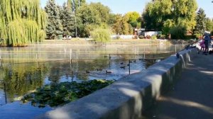 Гуляю по Городскому парку. Лебеди в пруду. Саратов 2020 / City Park. Swans in the pond. Saratov 202