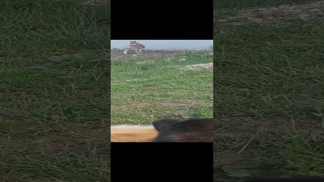 Басенджи Мартин играется с собакой дворнягой, Мы гуляем на поляне смотреть онлайн