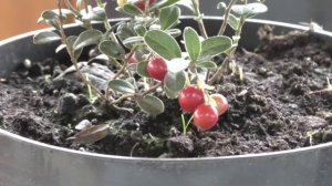 Брусника садовая //Nataliya Alekseeva//