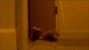 Кот и дверная пружина