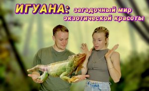 Животный мир. Игуана.