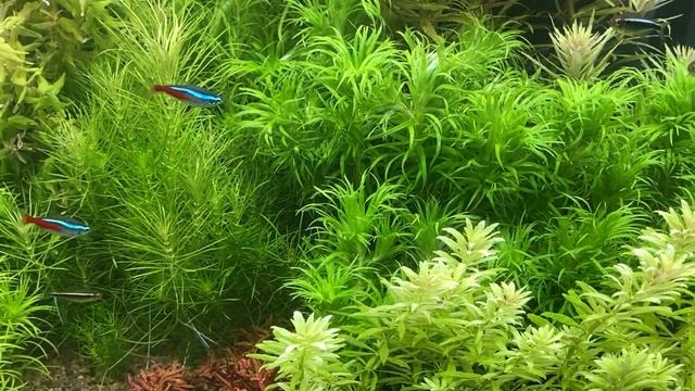 Зацвела вода в аквариуме. УФ стерилизатор и коагуляция.