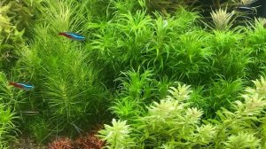 Зацвела вода в аквариуме. УФ стерилизатор и коагуляция.