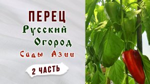 Перец от Русского огорода Фаст. Ранний перец от Сады Азии. Продолжение обзора перцев.