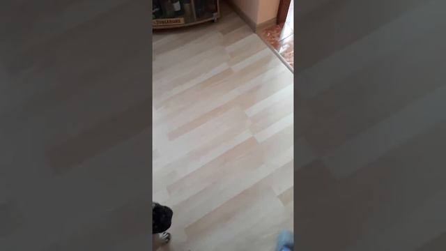 Как бульдог встречает папу с работы смотреть онлайн