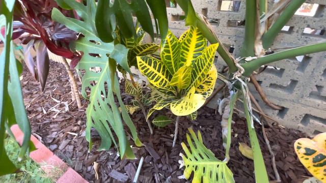 Grow Healthy Crotons смотреть онлайн