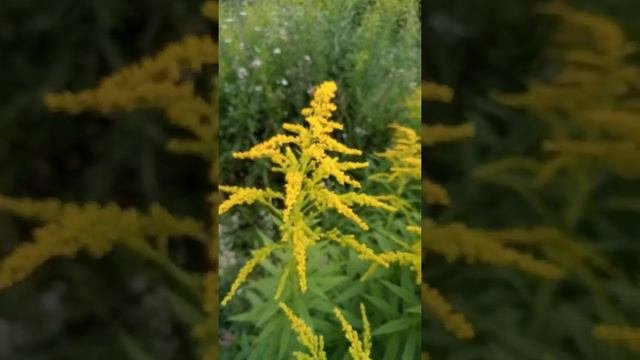 золотарник начал выделять