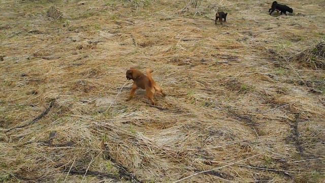 Щенки гриффона и пти-брабансона на прогулке. Апрель 2017г. Ч.2 смотреть онлайн