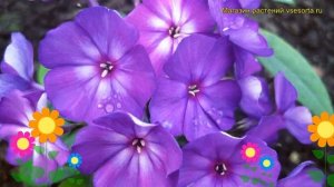 Флокс метельчатый Магия. Краткий обзор, описание характеристик phlox paniculata Magiia