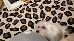 ХОМЯК - ПЛЮСЫ И МИНУСЫ