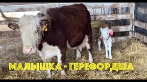 Герефордша на 5-й день после отела
