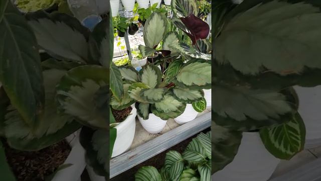 Monstera vs Calathea RUMAH BUNGA NEISHA