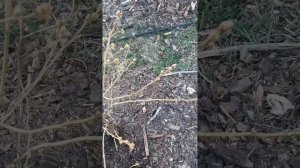 Первая подкормка голубики весной. Результат через 5 дней