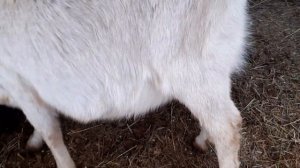 Признаки приближающегося окота у первокотной козы??